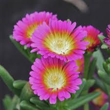Delosperma WHEELS OF WONDER 'Hot Pink Wonder'