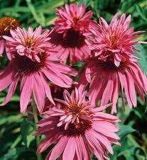 Echinacea purpurea 'Double Decker'