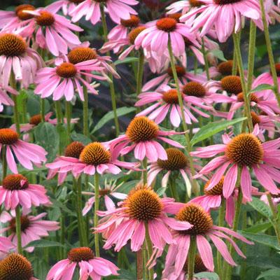 Echinacea purpurea 'Magnus Superior'