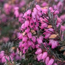 Erica x darleyensis 'Kramer's Rote'
