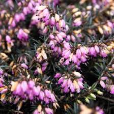 Erica x darleyensis 'Ghost Hills'
