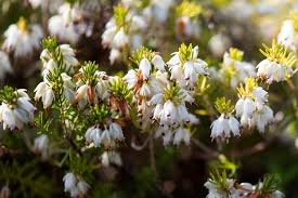Erica x darleyensis 'White Glow'