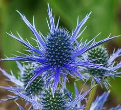 Eryngium planum 'Blaukappe'