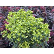 Euphorbia 'Despina'