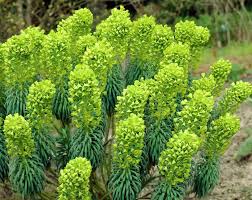 Euphorbia characias 'Wulfenii'