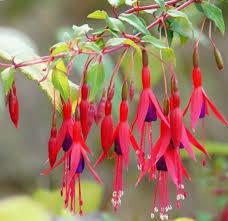 Fuchsia magellanica 'Riccartonii'