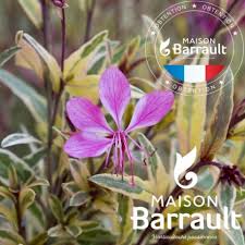 Gaura lindheimeri 'Pink Panache'