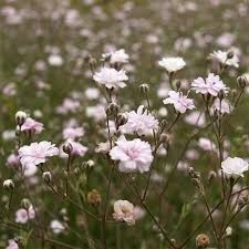 Gypsophile 'Rosenschleier'