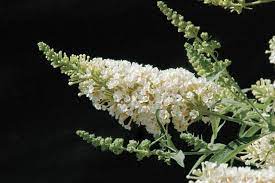 Buddléia davidii 'Buzz Ivory'