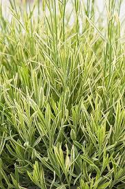 Lavandula angustifolia 'Platinum Blonde'