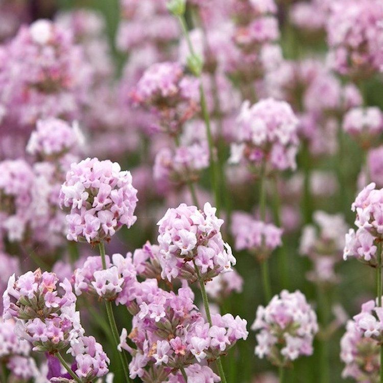 Lavandula angustifolia 'Rosea'