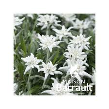 Leontopodium alpinum - Edelweiss