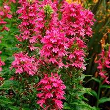 Lobelia speciosa 'Starship Rose'