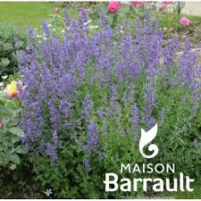 Nepeta x faassenii 'Six Hills Giant'