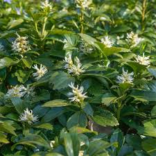 Pachysandra terminalis 'Green Carpet'