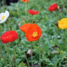 Papaver nudicaule 'Gartenzwerg'