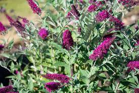 Buddléia davidii 'Buzz magenta'