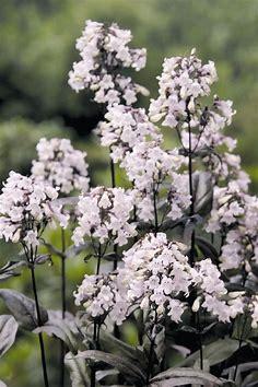 Penstemon digitalis 'Husker Red'