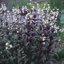 Penstemon digitalis 'Husker Red'