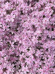 Phlox subulata 'Candy Stripes'