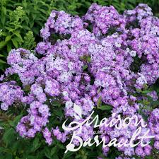 Phlox stolonifera 'Sweet Seduction Blue'