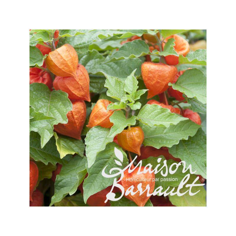 Physalis alkekengi 'Zwerg'