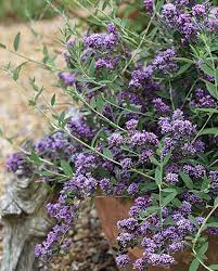 Buddléia alternifolia 'Unique'