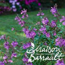 Salvia microphylla violette