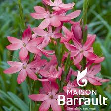 Schizostylis coccinea - Hesperantha