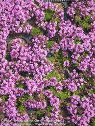 Thymus doerfleri 'Bressingham'
