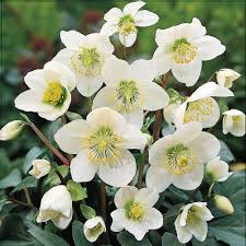 Hellebore niger 'Praecox'