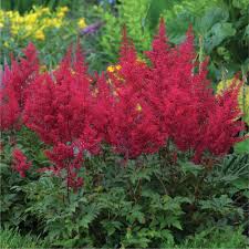 Astilbe rouge