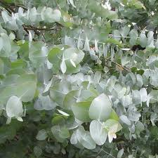 Eucalyptus cinerea 'Silverdollar'