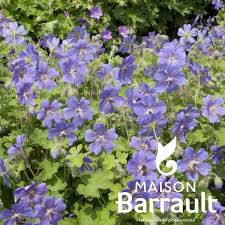 Géranium renardii 'Philippe Vapelle'