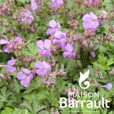 Géranium cantabrigiense 'Westray'