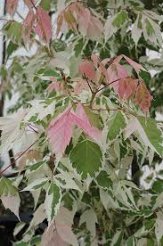 Acer negundo 'Flamingo'