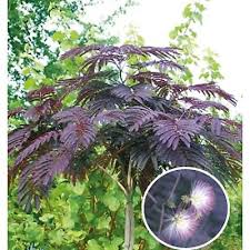 Albizia julibrissin 'Summer Chocolate'