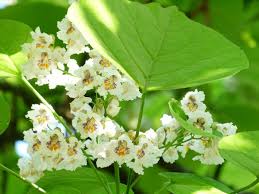 Catalpa bignonioides