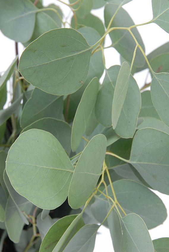 Eucalyptus cinerea 'Silver Dollar'