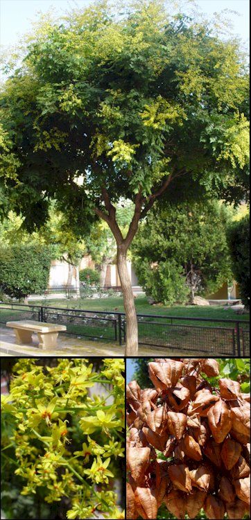 Koelreuteria paniculata - Savonnier