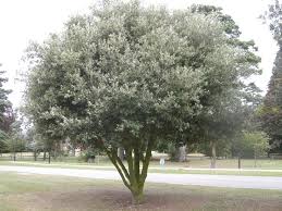Chêne vert - Quercus ilex