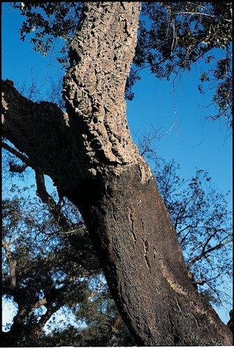 Chêne liège - Quercus suber