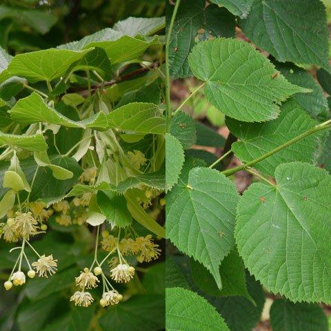 Tilleul à petites feuilles